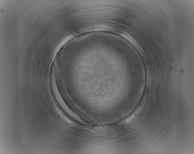 X0000074260850200609081734