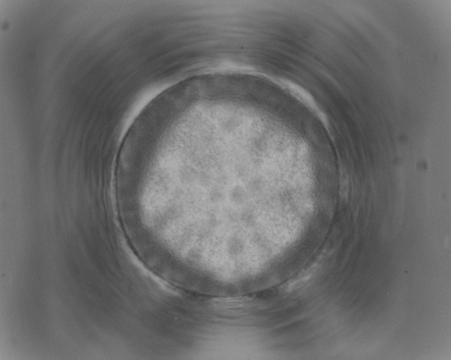 X0000074260863200609081734