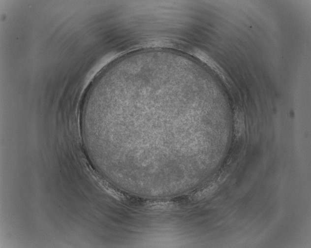 X0000074260886200609081733