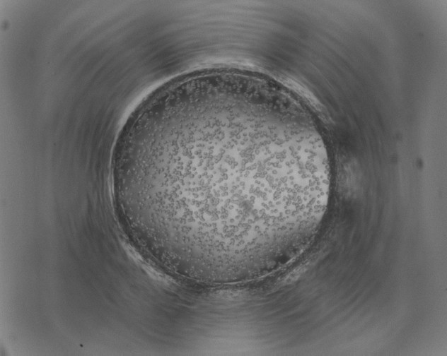 X0000074260888200609081733