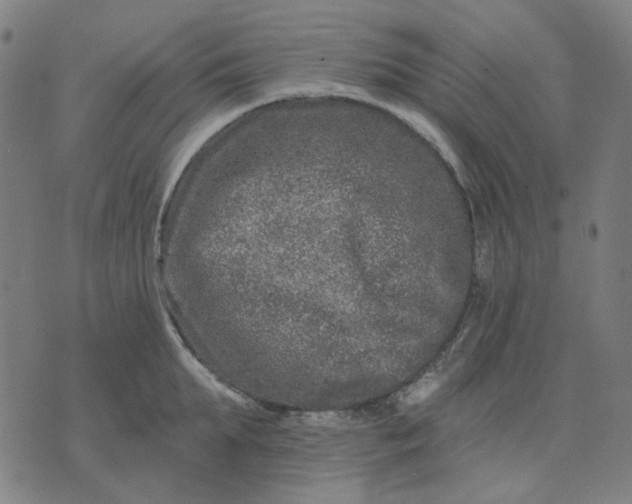 X0000074260903200609081733