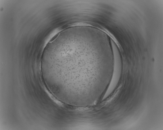 X0000074260909200609081733