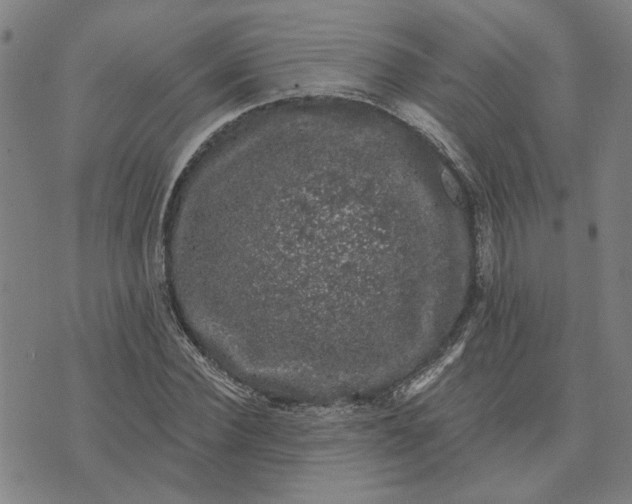 X0000074260924200609081732