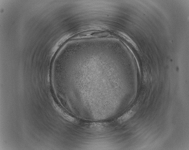 X0000074260938200609081733