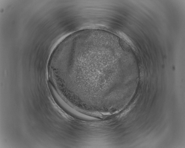 X0000074260940200609081733