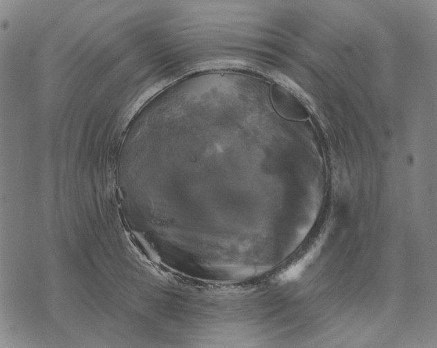 X0000074260945200609081733