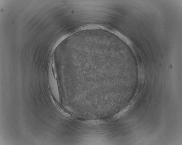 X0000074260953200609081733