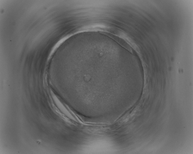 X0000074260960200609081733