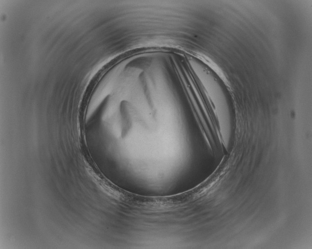 X0000074260980200609081732