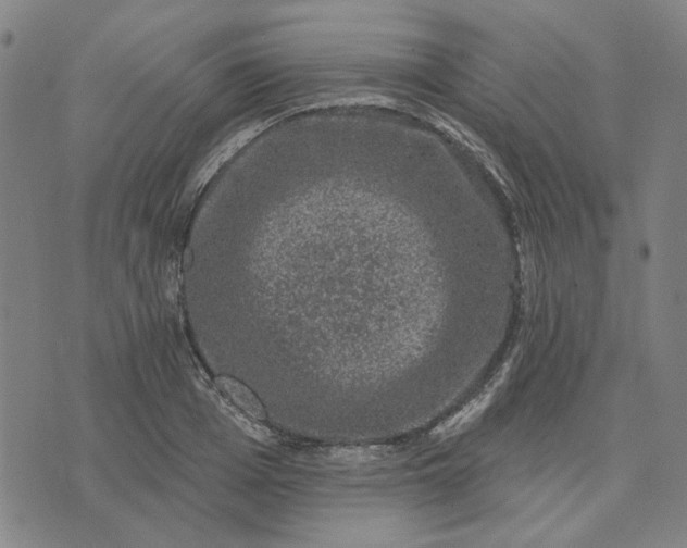 X0000074260985200609081732