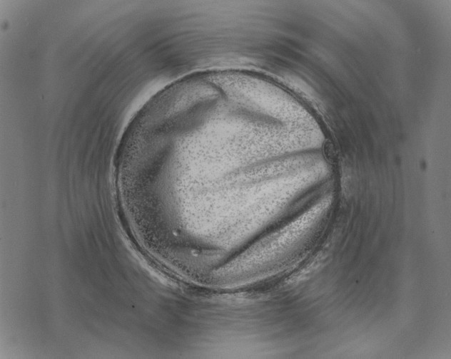 X0000074260990200609081732