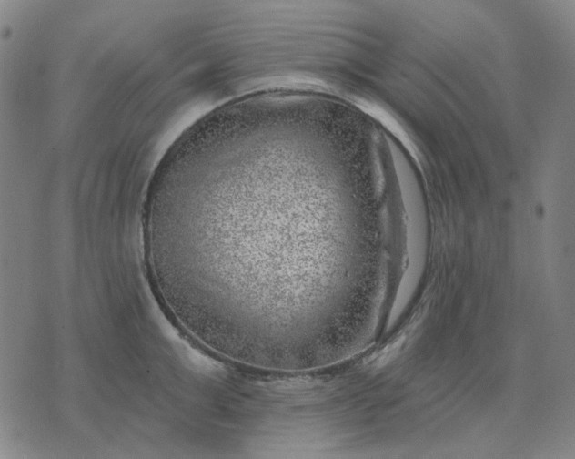 X0000074260999200609081732