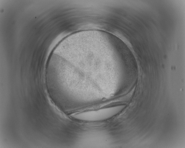 X0000074261008200609081731