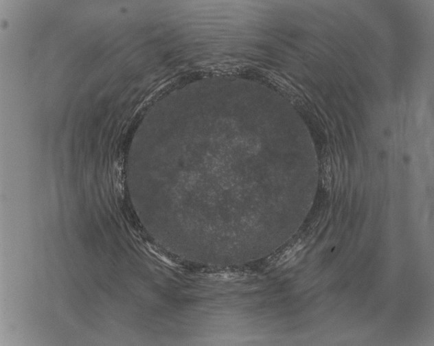 X0000074261010200609081731