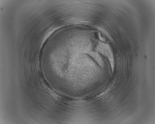 X0000074261023200609081731