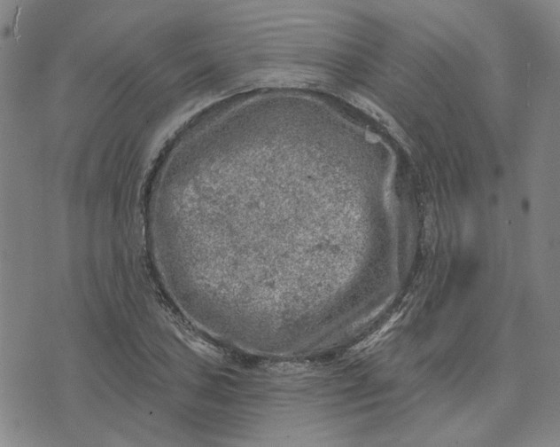 X0000074261027200609081731