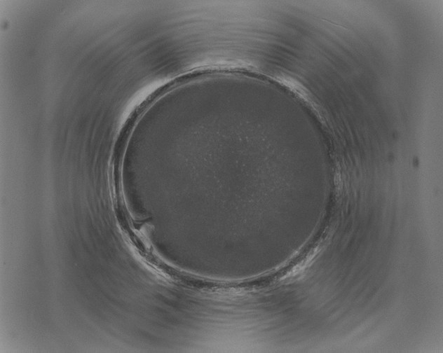 X0000074261030200609081731