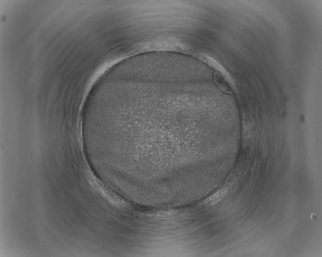 X0000074261035200609081731