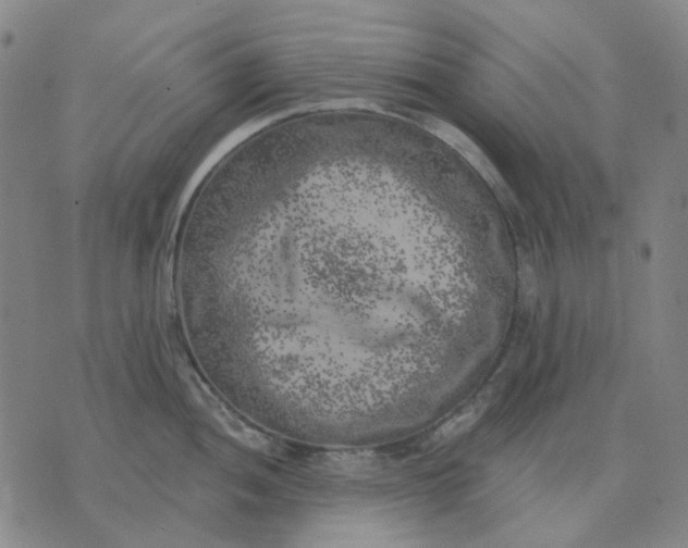 X0000074261052200609081731