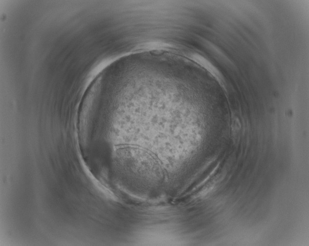 X0000074261055200609081731