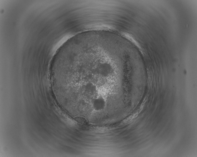 X0000074261071200609081730