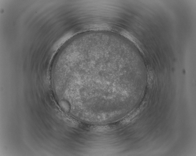 X0000074261074200609081730