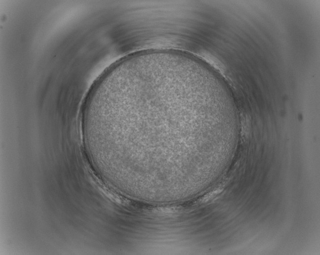 X0000074261078200609081730