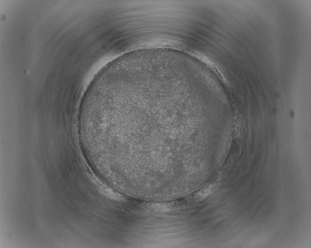 X0000074261086200609081730