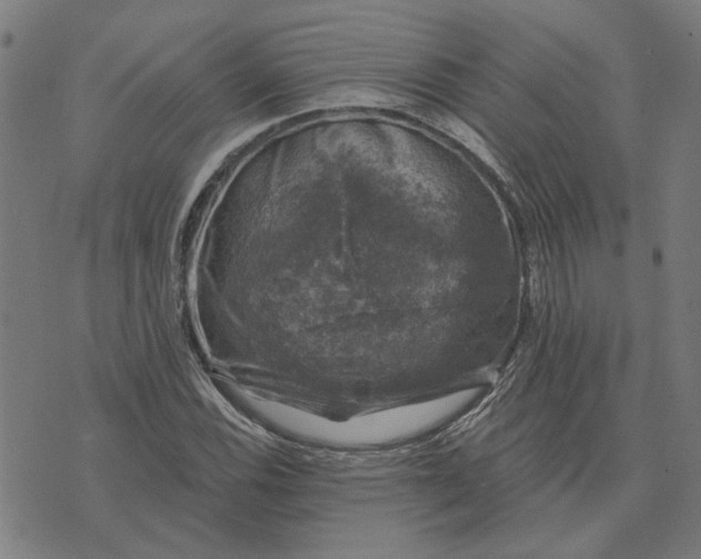 X0000074261116200609081729