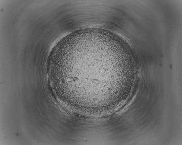 X0000074261117200609081729