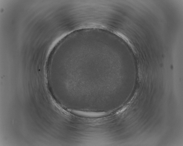 X0000074261120200609081729