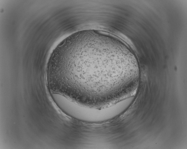 X0000074261144200609081730