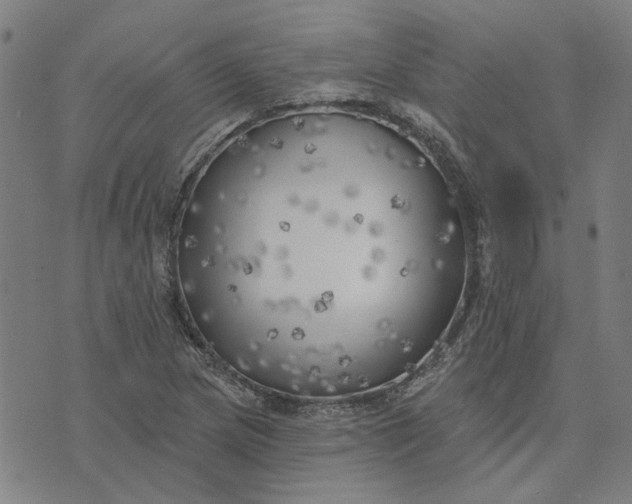 X0000074261217200609081728