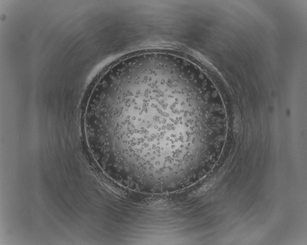 X0000074261222200609081728