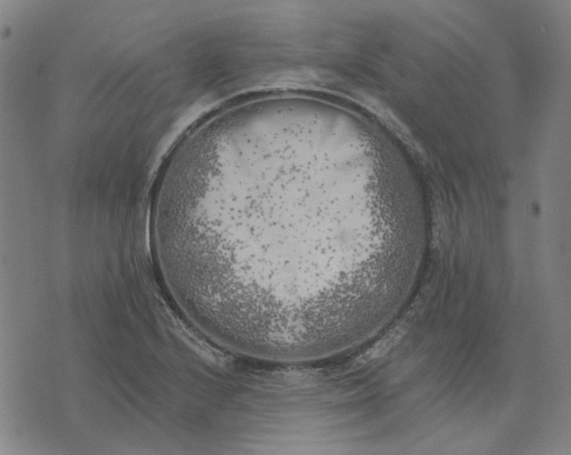 X0000074261224200609081728