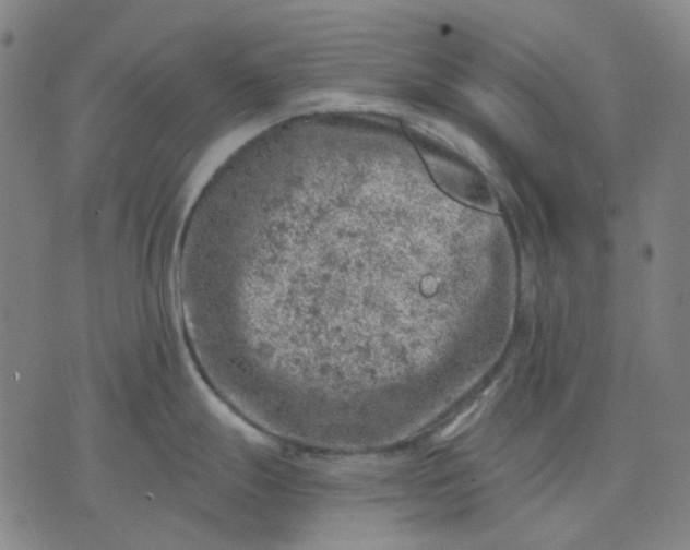 X0000074261247200609081728