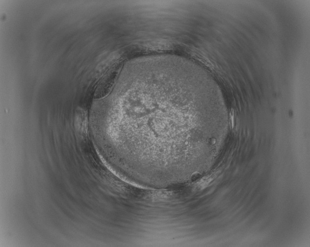 X0000074261251200609081727