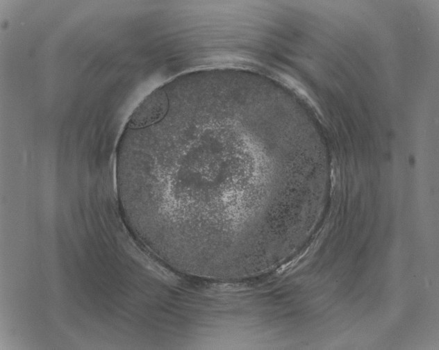 X0000074261275200609081727