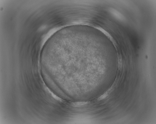 X0000074261294200609081727