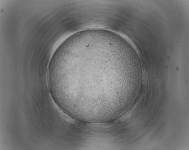 X0000074261295200609081727