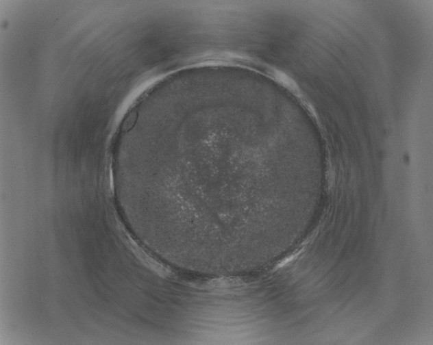 X0000074261368200609081725