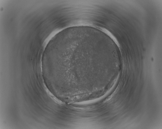 X0000074261388200609081725