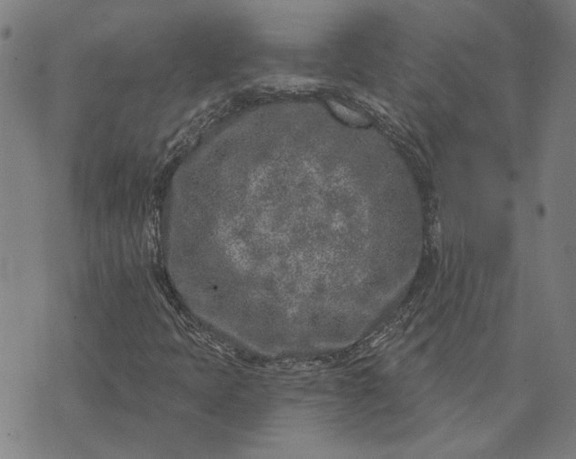 X0000074261397200609081724