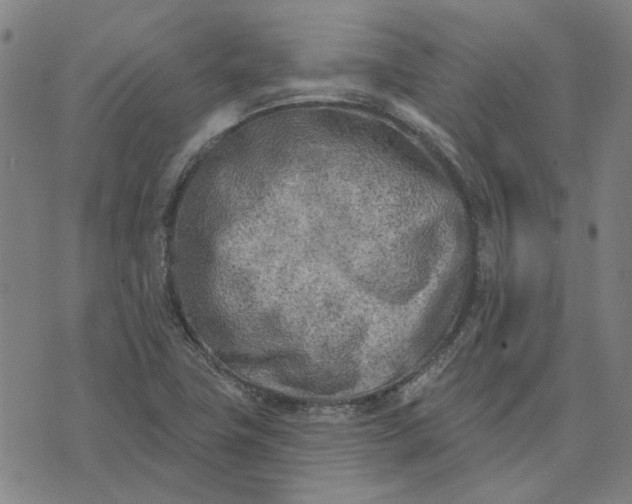 X0000074261411200609081725