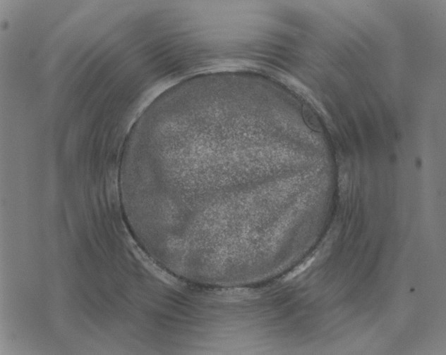 X0000074261417200609081725