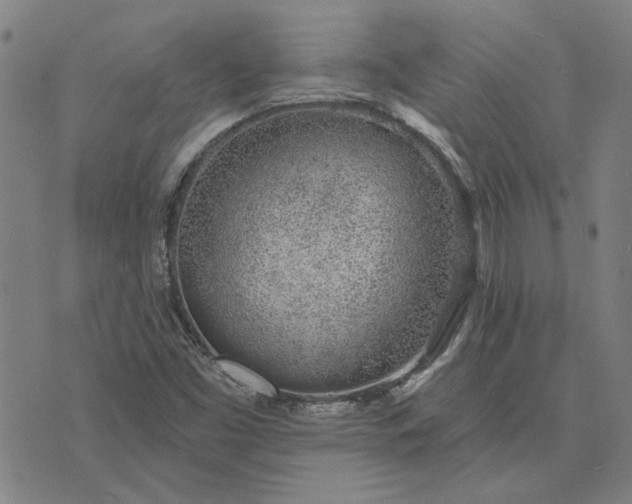 X0000074261453200609081724