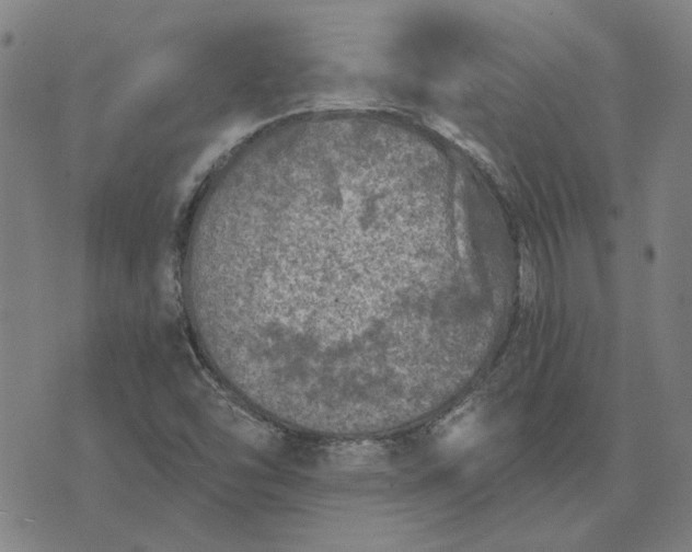 X0000074261454200609081724