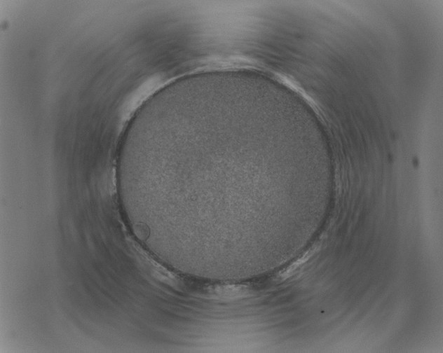 X0000074261459200609081724