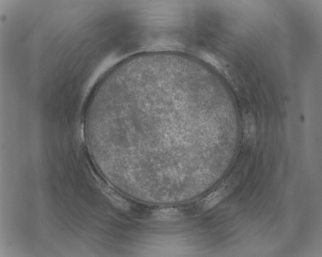 X0000074261462200609081724