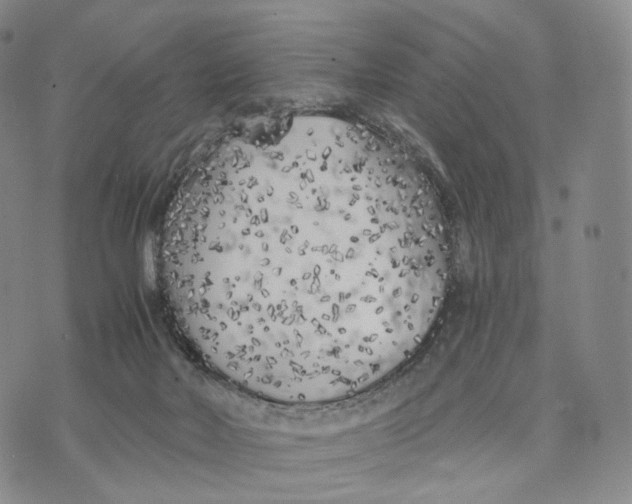 X0000074260026200609151812